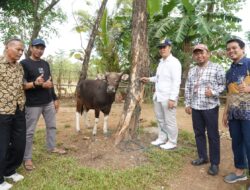 Jelang Lebaran Idul Adha 1444 H, PT Semen Tonasa Serahkan Hewan Qurban ke Masyarakat di 11 Kelurahan