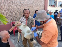 Cegah Rabies, DP2 Makassar dan Kecamatan Biringkanaya Gelar Vaksinasi Gratis Hewan Anjing