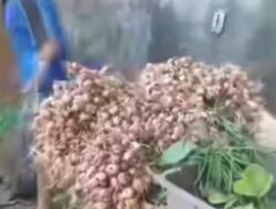 Longwis Graha Sejahtera Manggala Hasilkan Bawang Merah