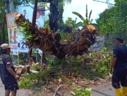 Satgas Kecamatan Biringkanaya Tangani Pohon Tumbang di Jalan Poros Asrama Haji