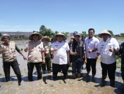 Hadiri Gerakan Menanam Padi, Wali Kota Munafri Tekankan Mendukung Swasembada Pangan