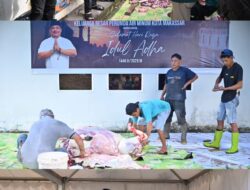 Alhamdulilah, Hari Raya Idul Adha PDAM Makassar Sembelih 12 Ekor Sapi Lalu Dibagikan ke Cleaning Service dan Panti Asuhan