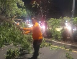 Gerak Cepat, BPBD Makassar Lakukan Tangani Pohon Tumbang di Poros Tamalanrea