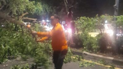 Gerak Cepat, BPBD Makassar Lakukan Tangani Pohon Tumbang di Poros Tamalanrea