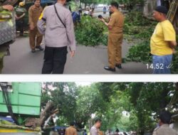 DLH Kota Makassar Lakukan Pemangkasan Pohon Didampingi Lurah Tamarunang dan Panambungan, Tindak Lanjut Arahan Camat Mariso