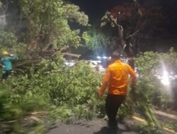 Gerak Cepat, BPBD Makassar Tangani Pohon Tumbang di Kecamatan Tamalanrea