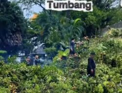 Pohon Tumbang Mengganggu Jalan? Laporkan ke DLH Makassar, Ini Nomor Pengaduannya